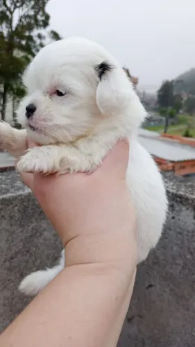 Filhote de Maltês o pequeno amor que vai encantar sua familia