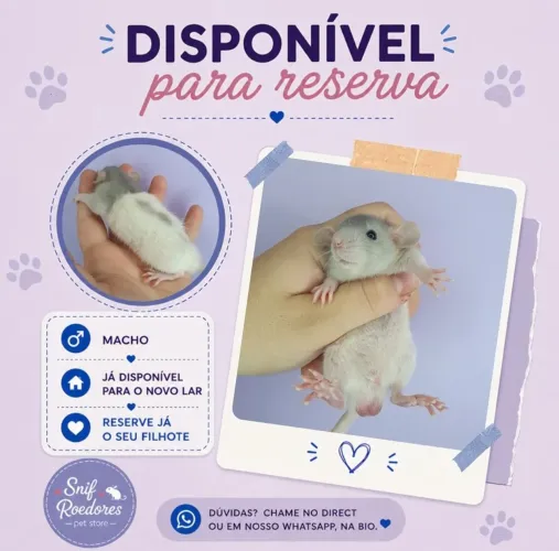 Ratinhos - Rato Twister
