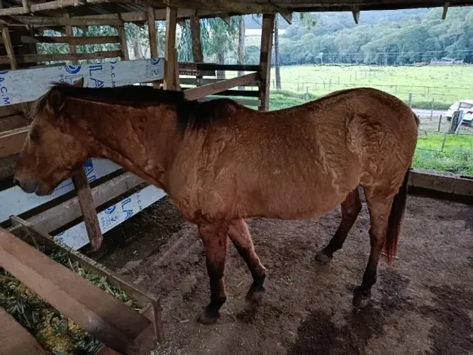 Cavalo