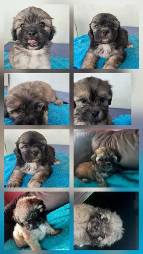 Cachorro