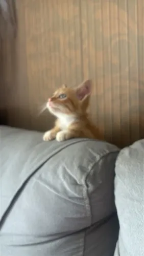 Doação gato