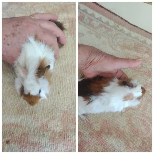 Porquinho da India