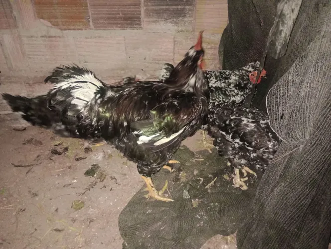 Galo da raça gsb top