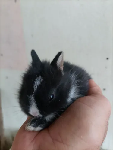 Mini coelho 