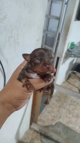 Pinscher macho 