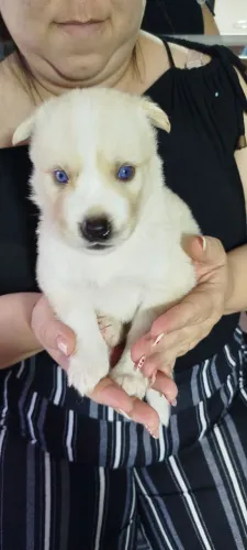 Husky siberiano 