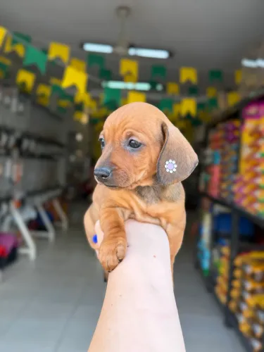 Dachshund fêmea caramelo PROMOÇÃO
