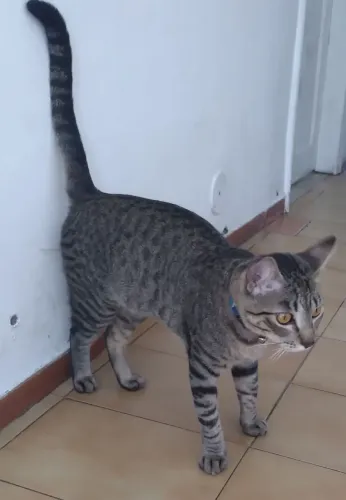 Doação de gato macho de 1 ano!