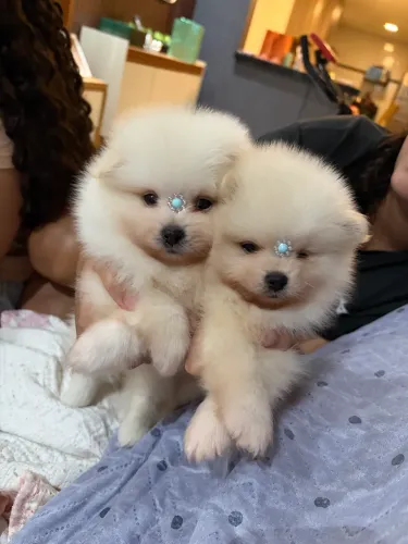 Sptiz alemão Lulu da pomeranea 