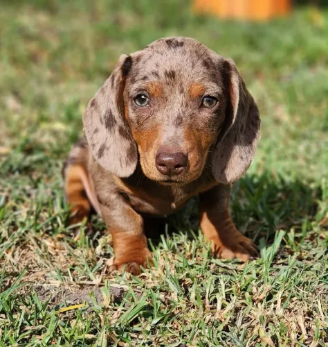 Dachshund Teckel Salsichinha 
