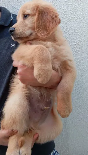 Golden Retriever 