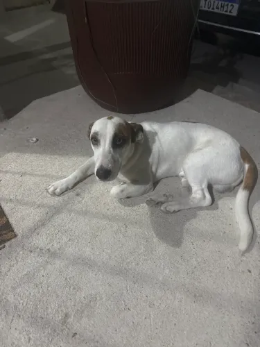 Doação de cachorro