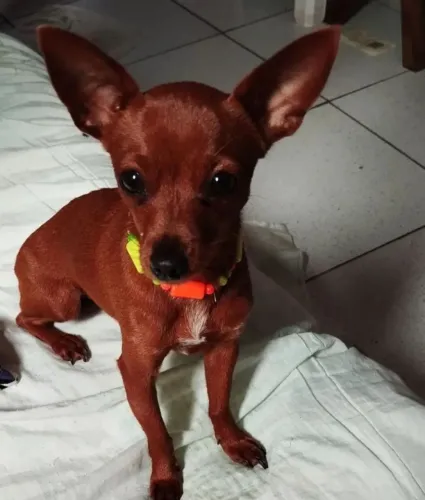 Cachorro pinche zero 