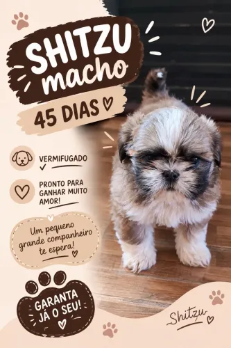 Shih tzu
