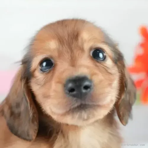 Cãozinho muito saudável: Teckel/Dachshund/Salsicha/Salsichinha/Basset/Cofap - Pelo longo
