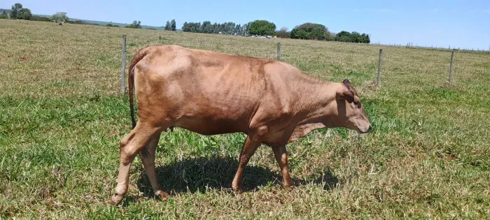 Novilhas leiteiras