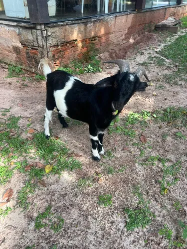 vendo Bode R$ 700,00