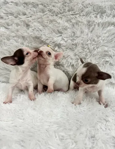 Chihuahua macho e fêmea 