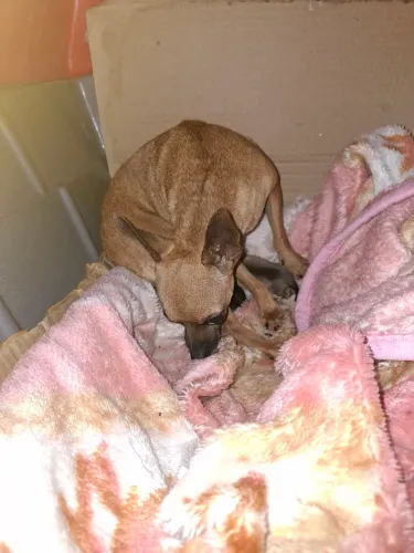 Filhote  de pinscher 