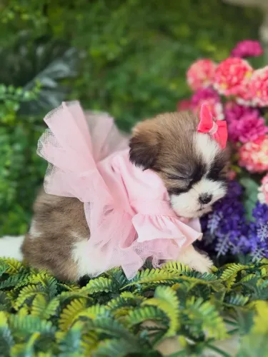 Shih tzu ! O presente Especial 