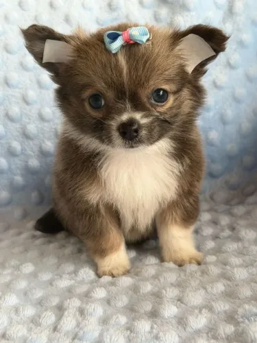 Chihuahua menina Pêlo longo castanho e branco. Adorável filhote!