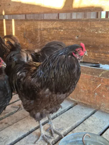 Galo Ameraucana Black Raça Pura