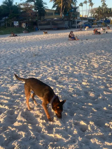 Filhote de Pastor alemão malinois