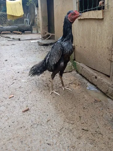 Galinha de raça 