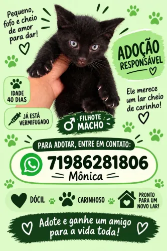 Adoção responsável desse lindo filhote gato macho