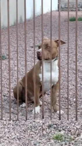 Doação de Pitbull 
