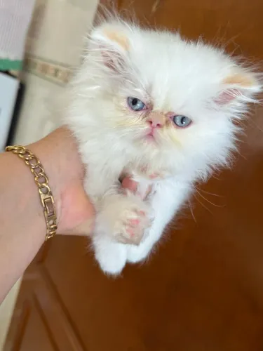 Gato persa show 