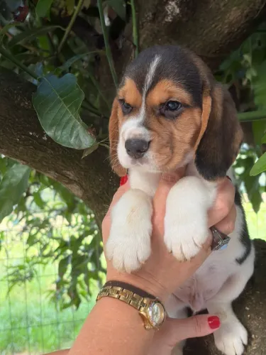 Beagles machos e fêmeas 