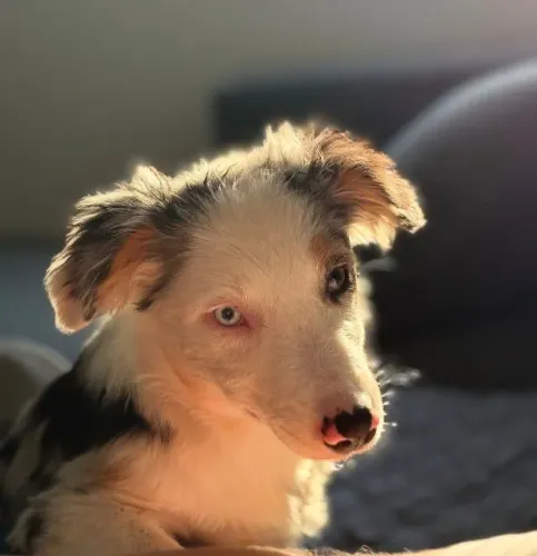 Border Collie: perfeito para quem ama cães ativos e inteligentes.