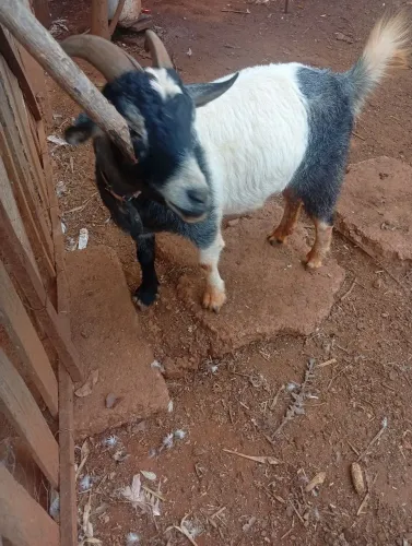 Cabrito sapato quase 50 kg
