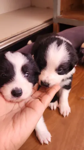 Border Collie