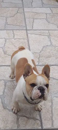 Bulldog francês macho 