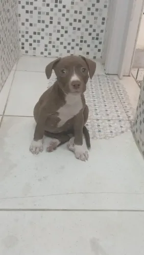 Vendo filhote de pitbull pit Bull fêmea 