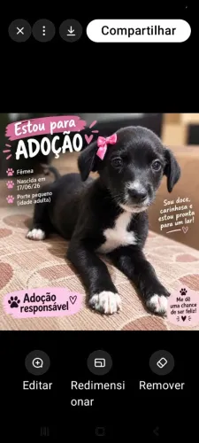 Adoção de cadelinha