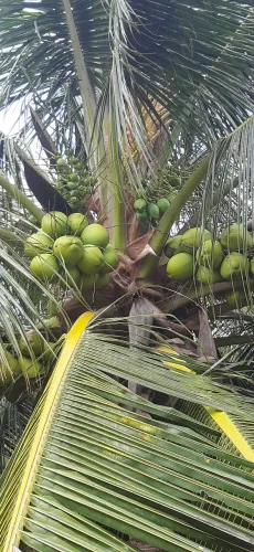 Coco verde diretamente do produtor. Produto de qualidade9