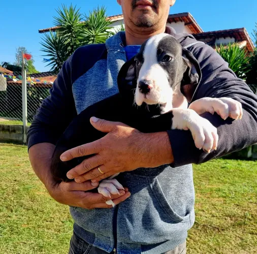 Dogue Alemão- Último macho Mantado