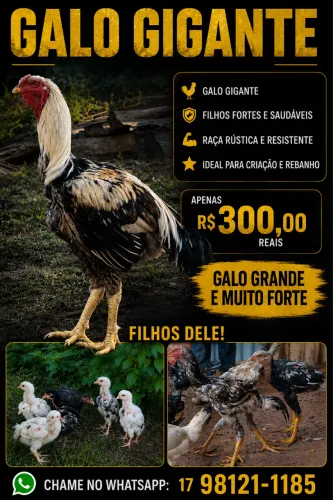 Galo GIGANTE A VENDAA!!!!