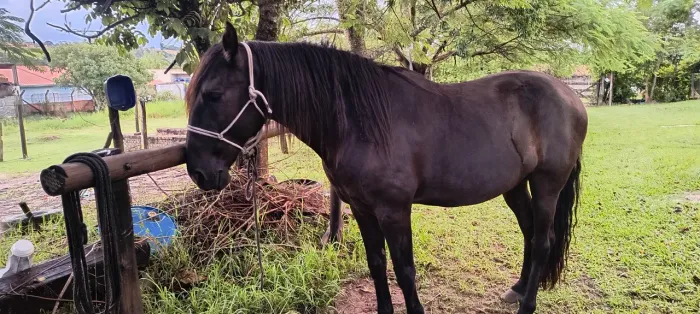 Cavalo Puro Sangue Lusitano