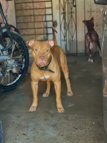 Pit bull macho para doação