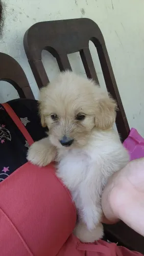Cachorro poodle 