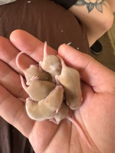 Camundongos- roedores para alimentação ou Pet