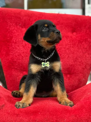 Cachorro