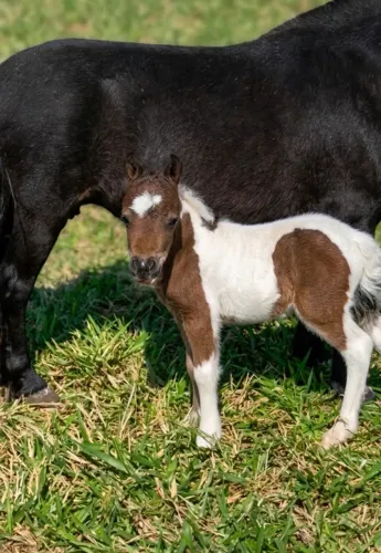 Mini pônei parida