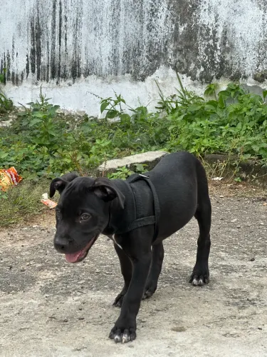 Mãe mestiça e pai pitbull