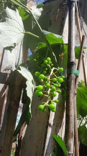 FRUTÍFERAS ENXERTADAS PRODUZINDO COM FRUTAS OU NÃO