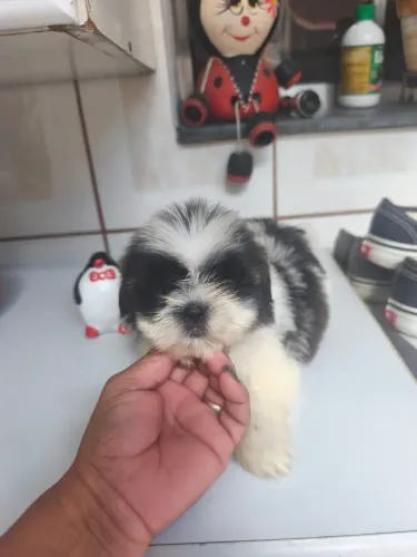 Shih-tzu macho com 46 dias vermifugado 